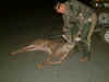 pdeer1.jpg (45903 bytes)
